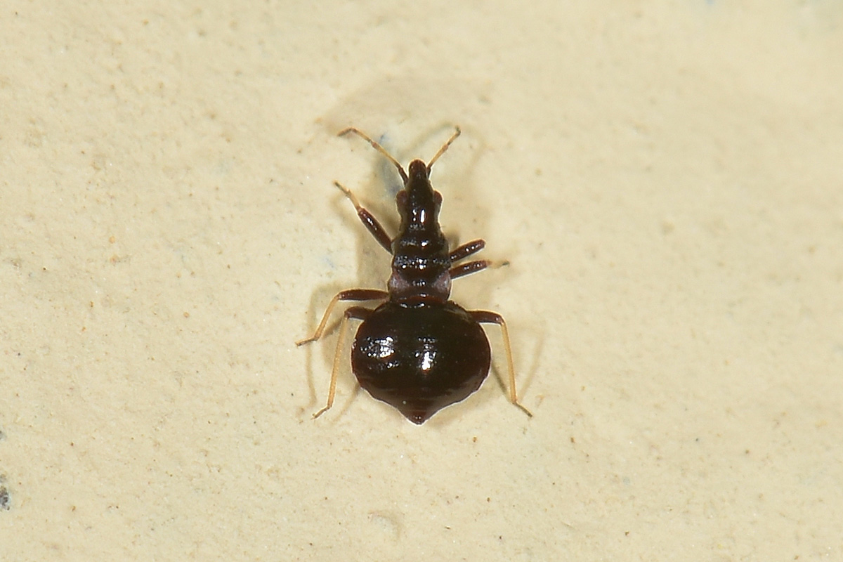 Microphysidae? S, Loricula freyi, femmina e maschio (adulto e ninfa) dell''Abruzzo